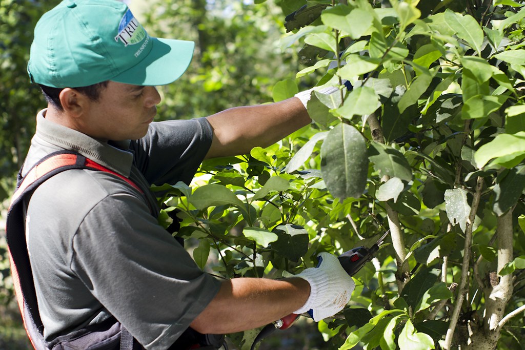 Camellia Sinensis - Yerba Maté biologique (250g)
