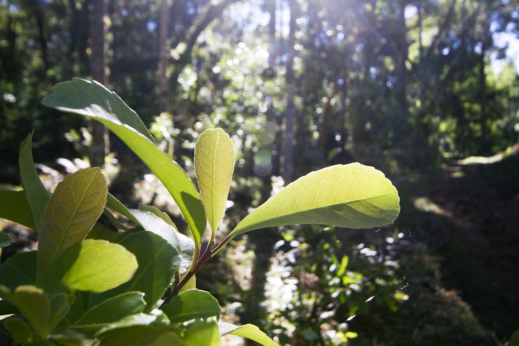 Camellia Sinensis - Yerba Maté biologique (250g)