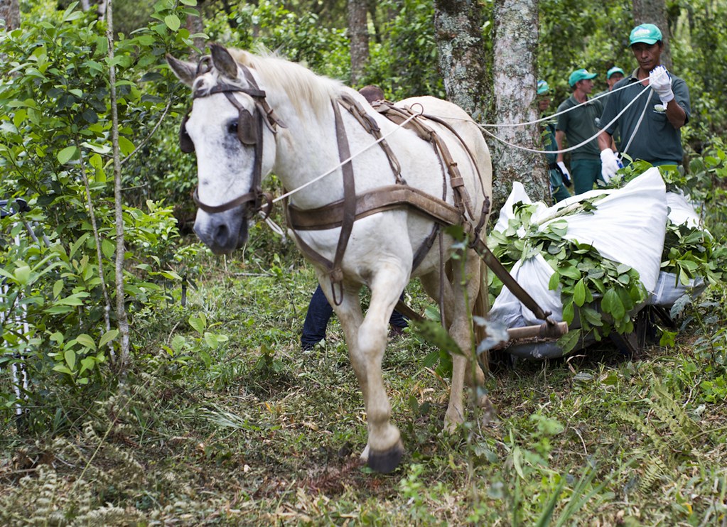 Camellia Sinensis - Yerba Maté biologique (250g)